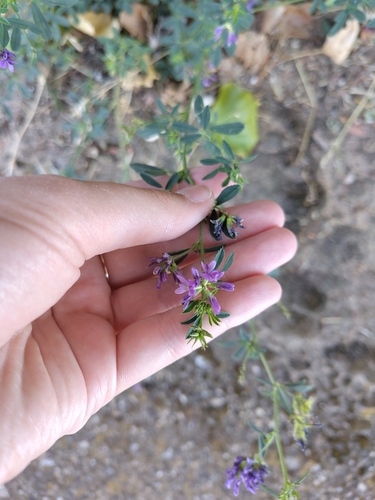 Alfalfa