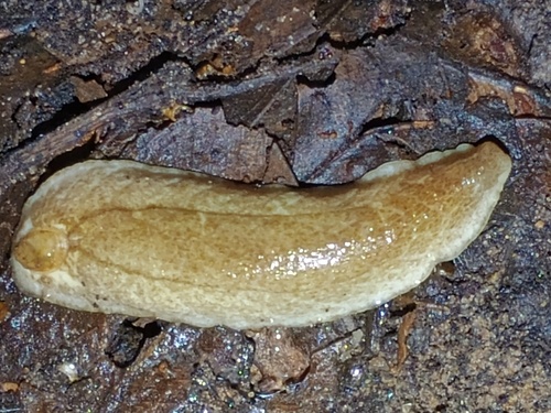 Testacella haliotidea observed 2026-08-31