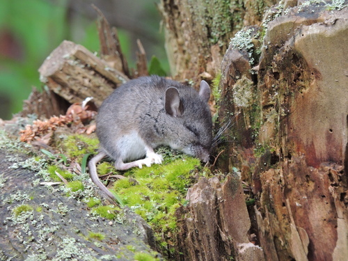 Western Deer Mouse