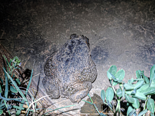 Mauritanian Toad