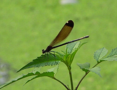 Copper Demoiselle