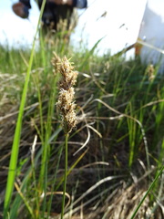 Carex colchica