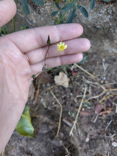 prickly lettuce