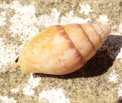 Pyrene flava observed 2026-08-28