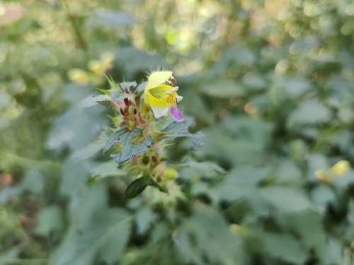 Large-flowered Hemp-nettle
