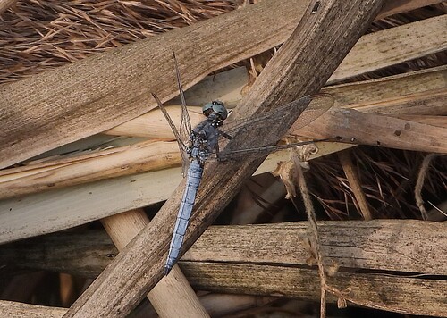 Keeled Skimmer