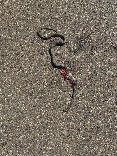 Green Whip Snake