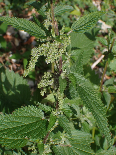 great stinging nettle