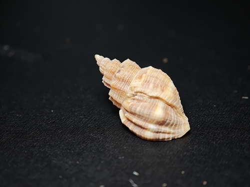 Cancellaria spengleriana observed 2026-08-31