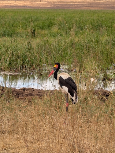 iNaturalist image