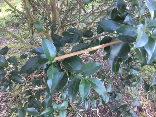 tree privet