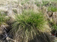 Carex paniculata