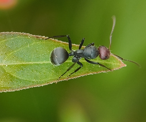 Silky Sugar ant