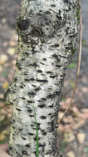 Diatrypella favacea observed 2026-08-29
