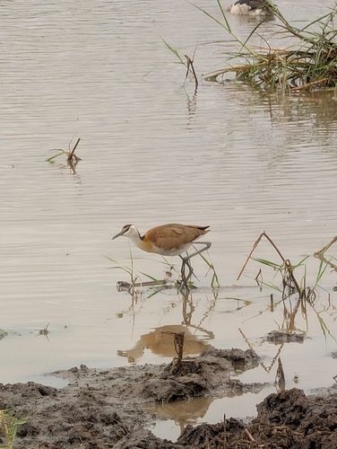 iNaturalist image