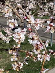 Prunus