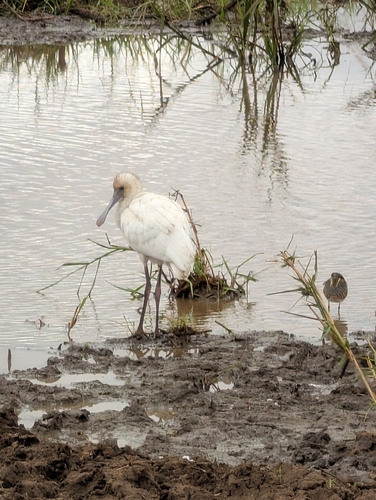 iNaturalist image