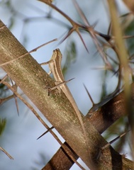 Anolis litoralis
