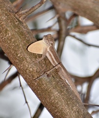 Anolis litoralis