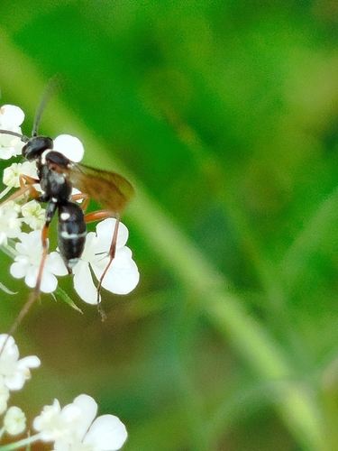 Ceropales maculata