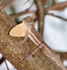 Anolis litoralis