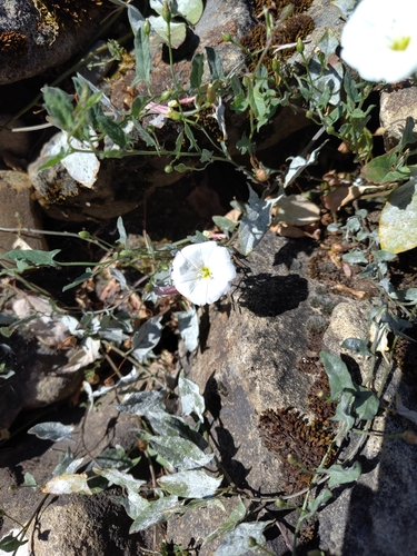 field bindweed