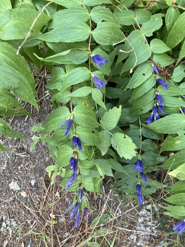 willow gentian