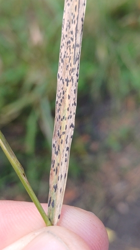 Phyllachora graminis observed 2026-08-29