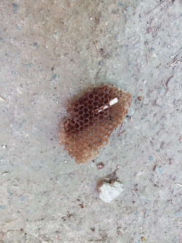 Western Honey Bee