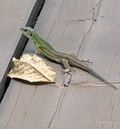 Green Lizard
