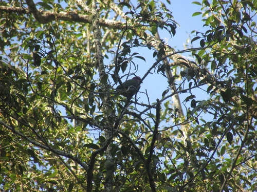 Ptilinopus porphyreus observed 2026-08-23