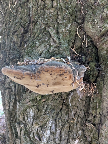 Willow Bracket