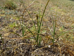 Carex arenaria