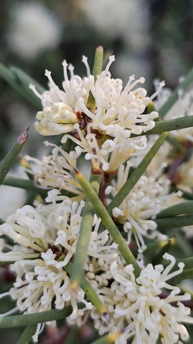 Hakea rugosa, photograph 4