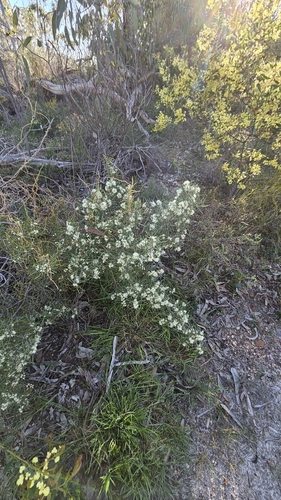 Hakea rugosa, photograph 5