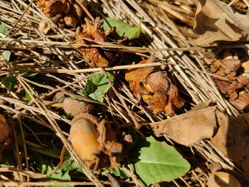 Knopper Gall Wasp