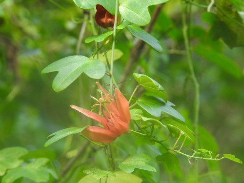 Passiflora aurantia observed 2026-08-27