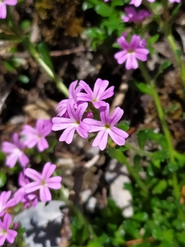 Fairy Foxglove
