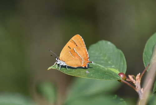 Brown Hairstreak