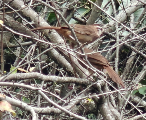 White-browed Laughingthrush