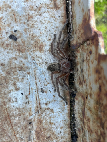 Social Huntsman Spider