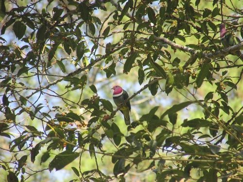 Pink-headed Fruit Dove