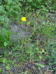 Ranunculus polyanthemos
