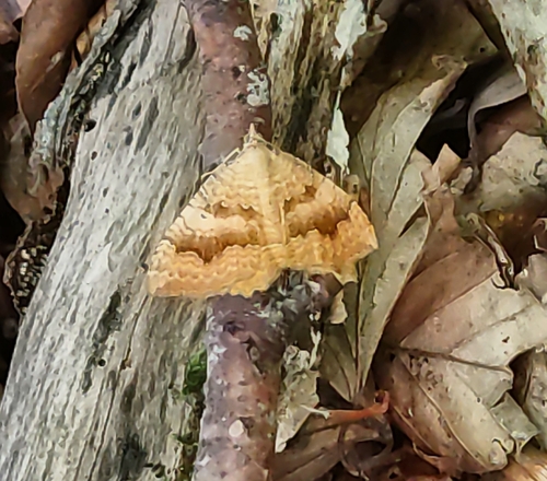 Yellow Shell Moth
