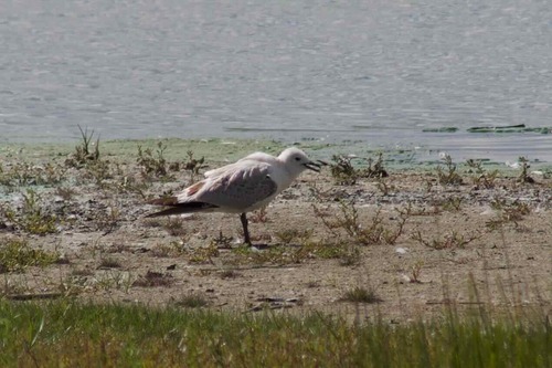 Relict Gull