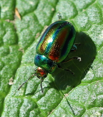 Chrysolina fastuosa