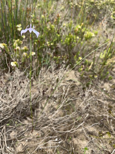 Moraea tripetala, photograph 5