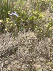 Moraea tripetala, photograph (c) Charleen Brunke, some rights reserved (CC BY)