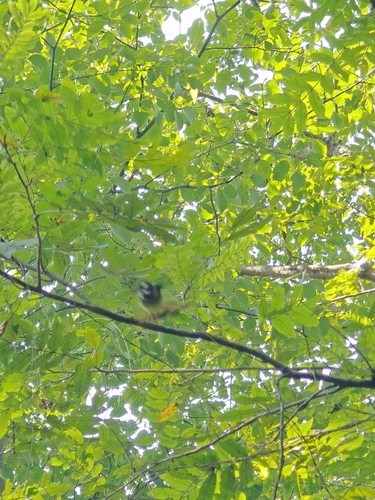 Collared Finchbill
