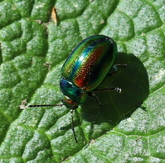Chrysolina fastuosa